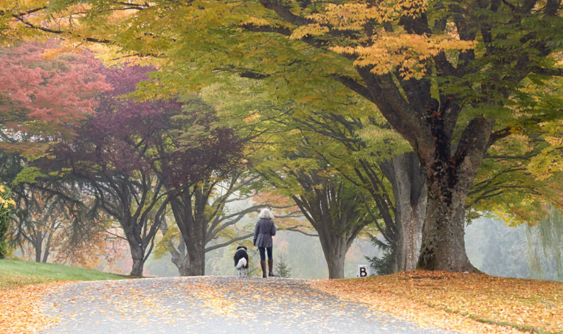 A person walking a dog along a leaf-strewn path beneath autumn trees in Victoria